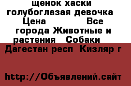 щенок хаски  голубоглазая девочка › Цена ­ 12 000 - Все города Животные и растения » Собаки   . Дагестан респ.,Кизляр г.